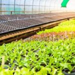 Vegetable gardening on a sloped yard: Terrace farming for fresh produce and scenic views