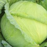 Vegetable Gardener's Bible Torrent: Essential Resource for Aspiring Gardeners