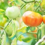 Companion Planting Guide: Flowers for Vegetable Gardens - Enhancing Growth and Protection