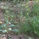 Experienced vegetable gardeners tending to their organic crops in a beautifully maintained garden