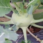 Using Gypsum in Vegetable Gardens: Benefits, Application, and Considerations