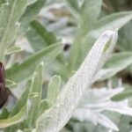 Beautiful and elegant decorative formal vegetable garden with meticulously designed beds and artistic plant arrangements