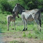 Using Horse Manure as Organic Fertilizer for Vegetable Gardens: Pros and Cons