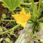 Effective non-toxic pepper spray for vegetable gardens - protect crops naturally