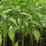 lush vegetable garden grown in containers on Pinterest