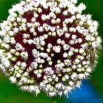 Thriving vegetable garden in Calgary, Alberta - tips for successful vegetable gardening in the Northern climate