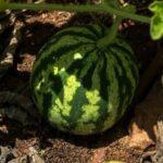 Vibrant coastal vegetable garden with a variety of lush, salt-tolerant plants