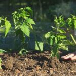 Best Vegetable Gardening Books in Australia: Essential reading for Australian gardeners of all experience levels