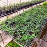 Is Miracle Grow Gardening Soil Safe for Vegetables Miracle Grow Gardening Soil: Safe for Vegetables