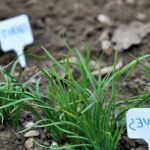 Using Rain Barrel Water for Vegetable Gardens Maximize Sustainability: Using Rain Barrel Water for Vegetable Gardens