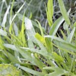 Low Maintenance Vegetable Gardens: Drought-tolerant herbs, raised beds, and drip irrigation for easy care