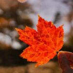 Vibrant ZONE 6 Vegetable Garden with Thriving Crops