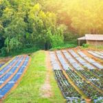 Companion plants for better harvest: PLANTS THAT HELP VEGETABLE GARDENS thrive together