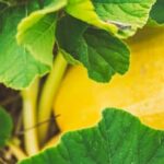 Enhance your vegetable garden with the most beneficial flowers for pollination and pest control