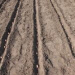 Are Pill Bugs Bad for Vegetable Gardens Are pill bugs beneficial or harmful to vegetable gardens Learn more about their impact on garden soil