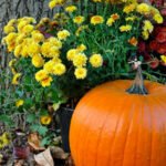 Thriving Vegetable Garden in Calgary's Climate