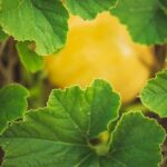 City vegetable gardens thriving in urban areas, excelling in sustainability and community involvement