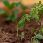 Vibrant Vegetable Gardens in Lawrence County AL: A Bounty of Fresh Produce