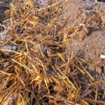 Thriving vegetable gardens in bustling cities, creating urban green spaces for fresh produce