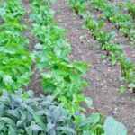 Top 10 Vegetable Gardening Tips Top 10 vegetable gardening tips: maximizing space, soil health, and pest control for a bountiful harvest