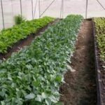 Organic cypress mulch: Ideal for vegetable gardens, sustainable and moisture-retentive