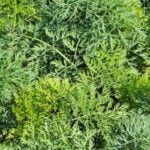 Home Vegetable Gardens Home vegetable garden with raised beds and variety of plants for sustainable living