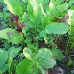 Thriving community vegetable gardens in Cape Town, providing fresh, organic produce for all