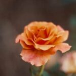 Economics of Home Vegetable Gardening: Tips for cost-effective, sustainable produce at home