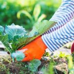 Ideal soil mix for thriving container vegetable gardening: organic potting soil, coco coir, perlite, and compost blend