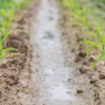 RHS Fruit and Vegetable Gardening: A comprehensive guide for growing a bountiful garden