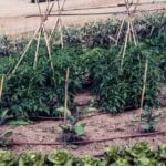 Vegetable Quiche Better Homes and Gardens Delicious vegetable quiche recipe from Better Homes and Gardens - perfect brunch dish