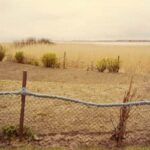 Image of vegetable garden damage caused by moles digging for food