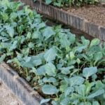 Explore Florida Vegetable Gardening Magazine for expert tips and techniques on growing your own produce in the Sunshine State