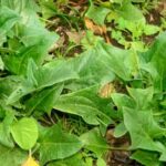 Better Homes and Gardens' Guide to Growing Vegetables in Containers: Tips for a Thriving Container Garden