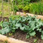 Common garden pests like caterpillars, aphids, and beetles found in vegetable gardens