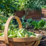 Download our free Vegetable Gardening Planning Software for easy and efficient garden management