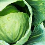 Central Florida Vegetable Gardening: Tips & Tricks for Homesteading in the Sunshine State