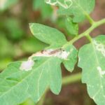 Organic fertilizer Milorganite used on vegetable gardens to promote healthy growth and abundant harvests