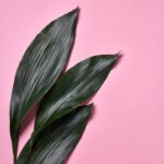 Hardy veggies for Michigan winter garden, gardening cold weather vegetables in Michigan