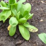 Thriving vegetable garden in Portland, Oregon: a sustainable urban oasis