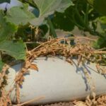 Vibrant Vegetable Garden in Madison, Wisconsin