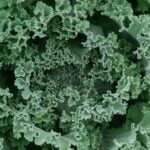 Can You Use Fish Pond Water for Vegetable Gardens Using Fish Pond Water for Vegetable Gardens: Benefits, Considerations, and Tips