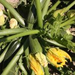 Essential Nutrients for Soil and Plants. (19 words)