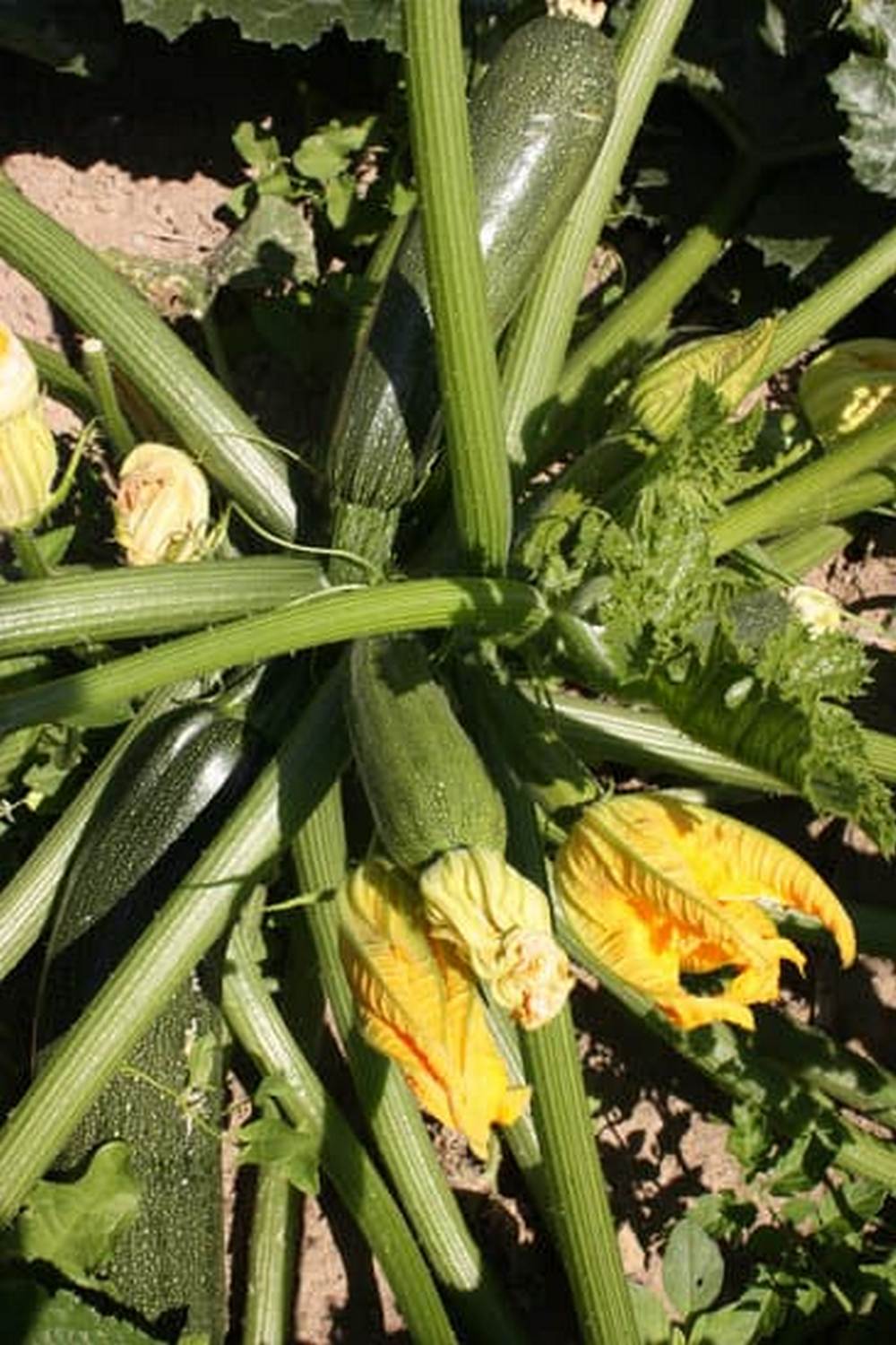 Essential Nutrients for Soil and Plants. (19 words)