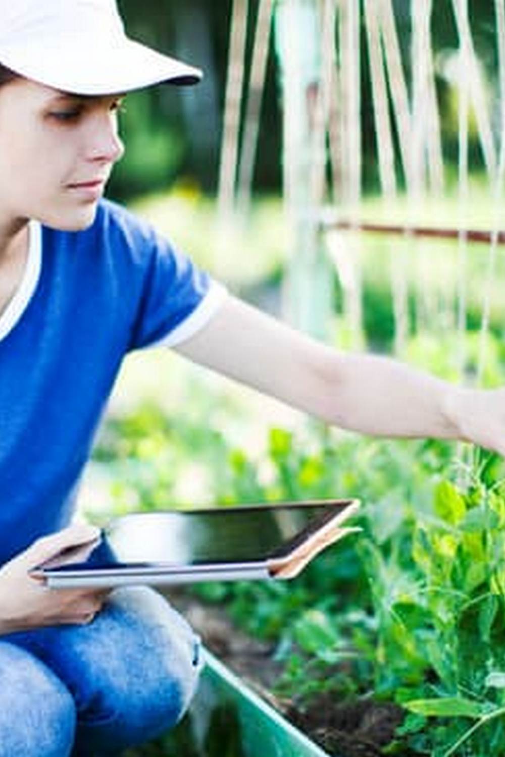 Lush organic vegetable garden, Southern California's sunny climate perfect for vegetable gardening