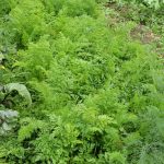 Easy to Grow Vegetables for First Time Gardener Uk Tomatoes, carrots, and lettuce for your garden