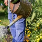 tips for growing a successful and abundant garden