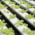 High-quality materials in vegetable gardening planters make them more expensive, but deliver excellent long-term value