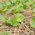 Front yard vegetable gardens enhance property value and sustainability