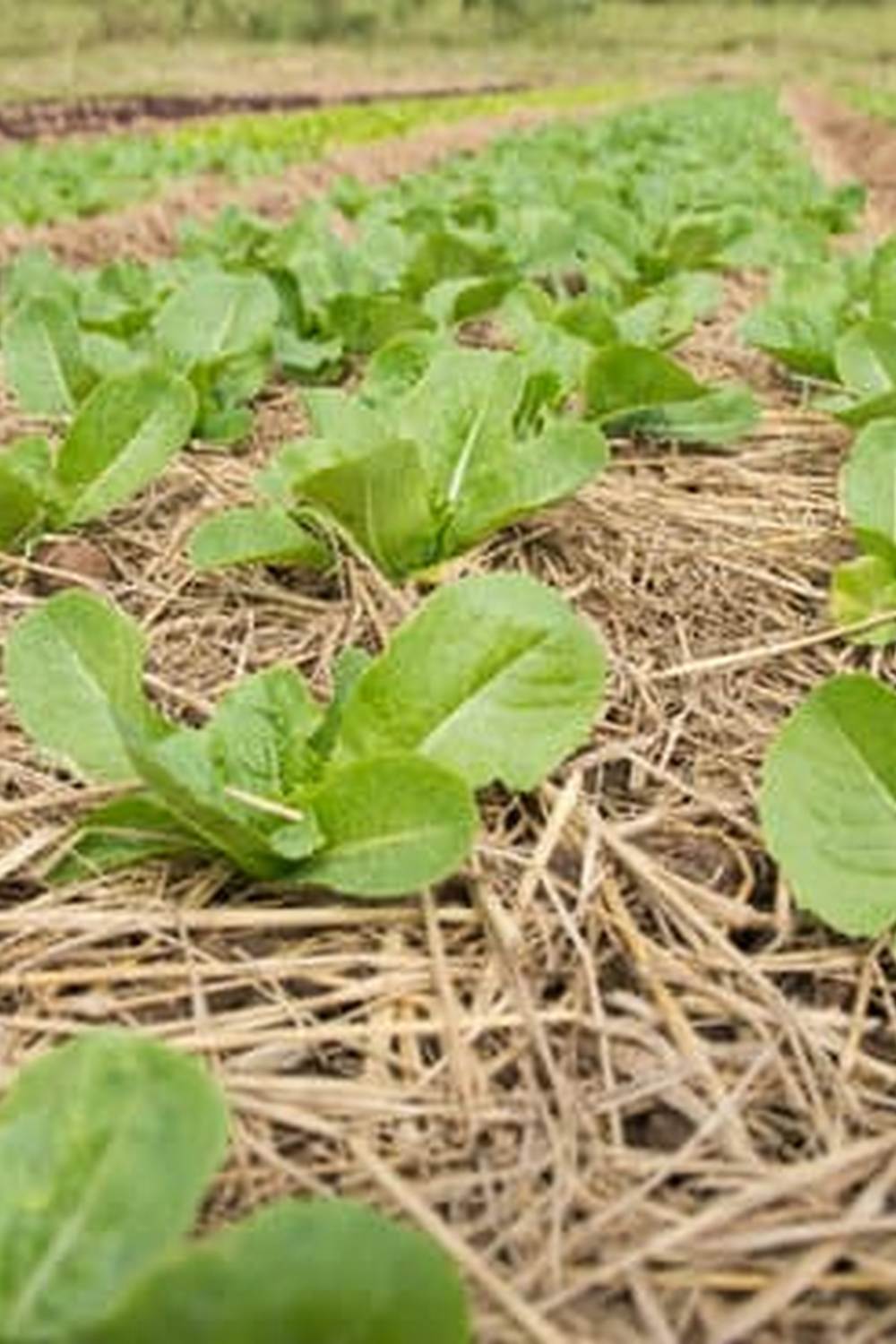 Front yard vegetable gardens enhance property value and sustainability